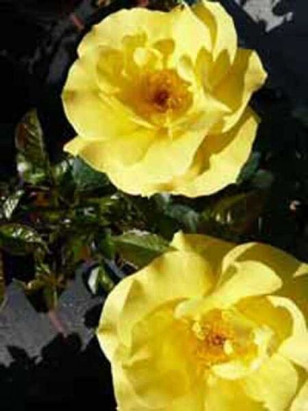 Beetrose 'Bayerngold' / Rosa 'Bayerngold ®'