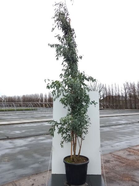 Mostgummi-Eukalyptus (Eucalyptus gunnii), Tasmanischer Eukalyptus 300-350 cm im C70-Topf, mehrstämmig mit grünem Laub