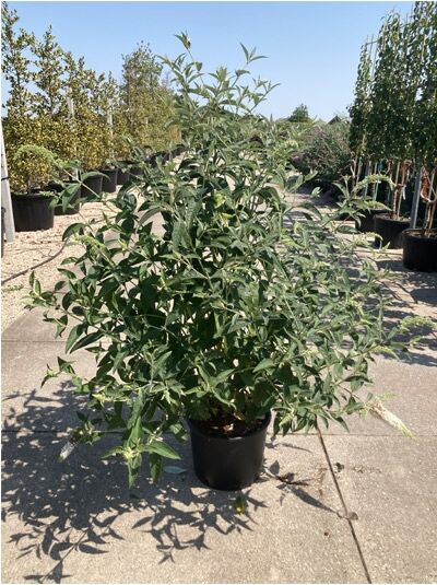 Sommerflieder 'Reve de Papillon White'® / Sommerflieder 'Reve de Papillon White'®