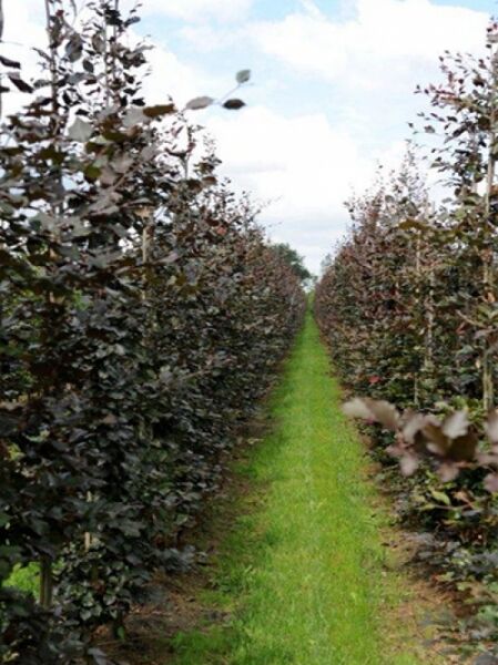Blutbuche 200-250 (Ballen) Fagus sylvatica 'Purpurea'