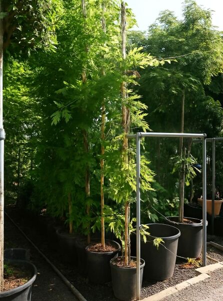 Wisteria floribunda 'Royal Purple' / Japanischer Blauregen 'Royal Purple', 350-400 cm, C25, Rankpflanze im Topf mit grünem Laub