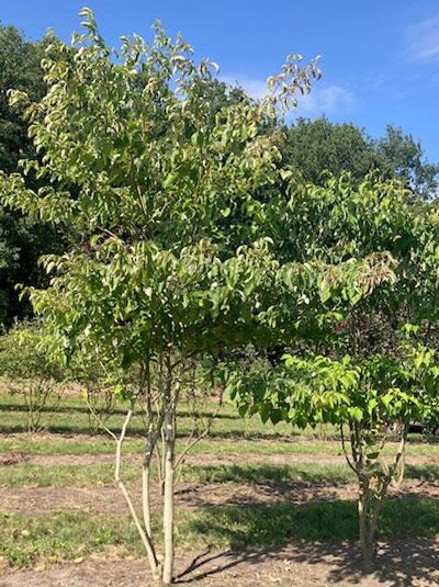 Pagoden-Hartriegel (Cornus controversa) mehrstämmig, 350–400 cm, mit verzweigter Krone und grünem Laub im Freiland.