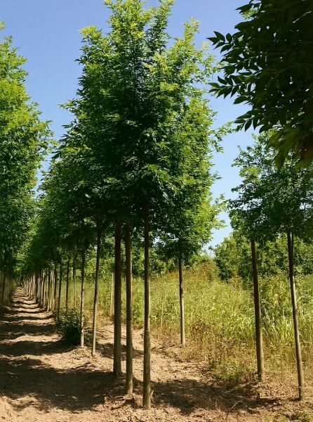 Fraxinus excelsior (Gemeine Esche) Hochstamm 18-20 StU m. Db., schlanker Stamm mit dicht belaubter Krone in Baumschule-Reihe.