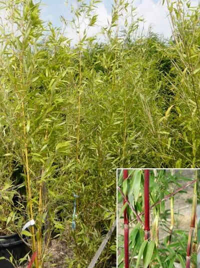 Grüner Bambus / Phyllostachys aureosulcata