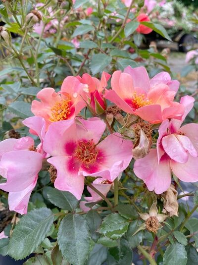 Rosa 'For your eyes only' / Strauchrose 'For your eyes only' mit rosafarbenen Blüten und dunkelgrünem Laub am Strauch.