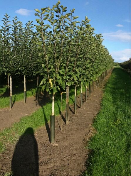 Apfel ‘Jonagold’ (Malus domestica ‘Jonagold’) Halbstamm 12-14 StU mit Drahtballen, Baumreihe mit grünen Blättern
