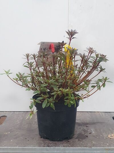 Rhododendron obtusum 'Hot Shot Variegata', Japanische Azalee 'Hot Shot Variegata', im schwarzen Pflanztopf mit grünem Laub und rötlichen Trieben