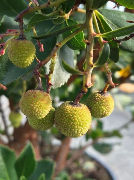  Erdbeerbaum 'Rubra' /  Erdbeerbaum 'Rubra'