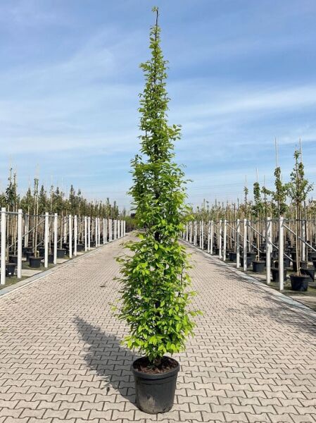 Säulen-Hainbuche (Carpinus betulus 'Fastigiata') als schlanker Hochstamm im Topf, Höhe 300–350 cm, Container C50.