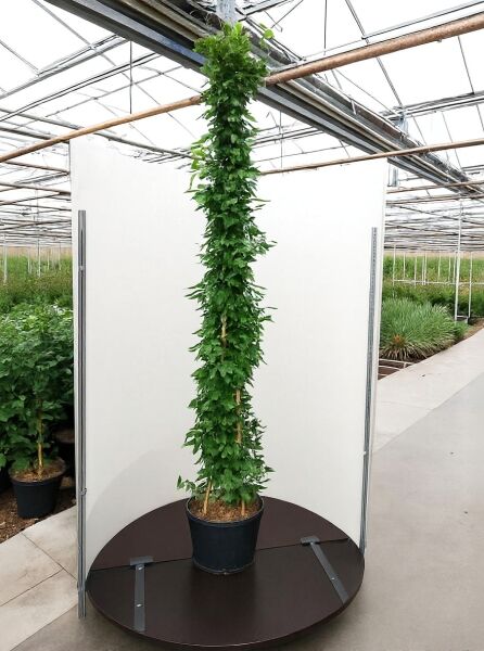 Solanum jasminoides (Sommerjasmin) 200–250 cm C20, hohe Kletterpflanze im Topf an Stabgerüst mit grünem Laub