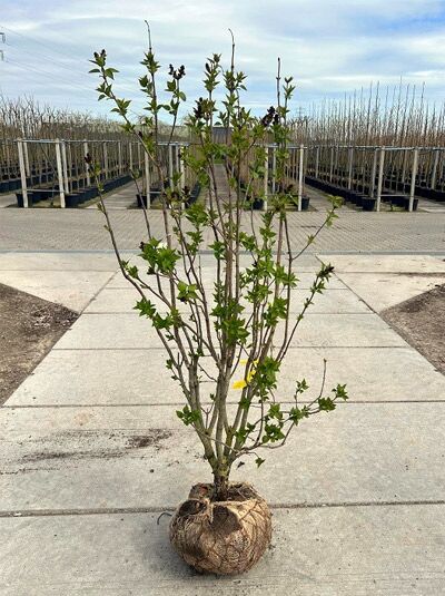 Gartenflieder / Gewöhnlicher Flieder / Edelflieder 'Sensation' - Syringa vulgaris 'Sensation'