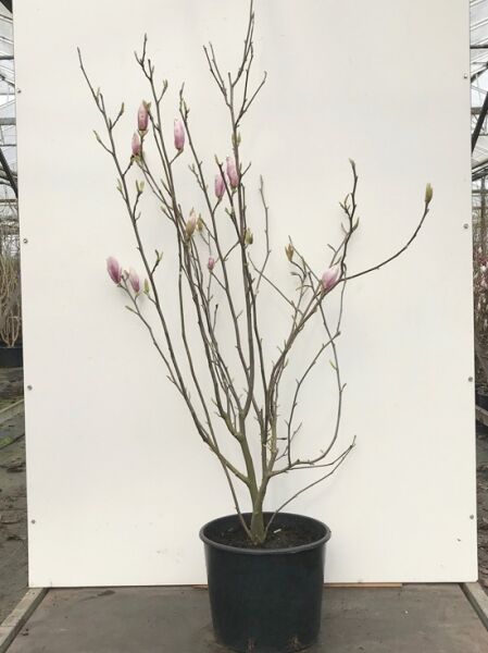 Magnolia soulangiana (Tulpen-Magnolie) im Topf, Variante 150–175 cm, C20, mit rosa Knospen und verzweigten Trieben.