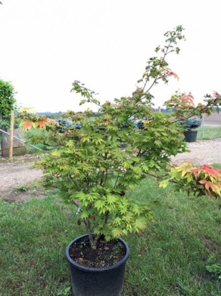 Japanischer Goldahorn 'Autumn Moon' (Acer shirasawanum) 100-125 cm C35 im Topf, mehrstämmig, grüne Blätter mit rötlichen Spitzen