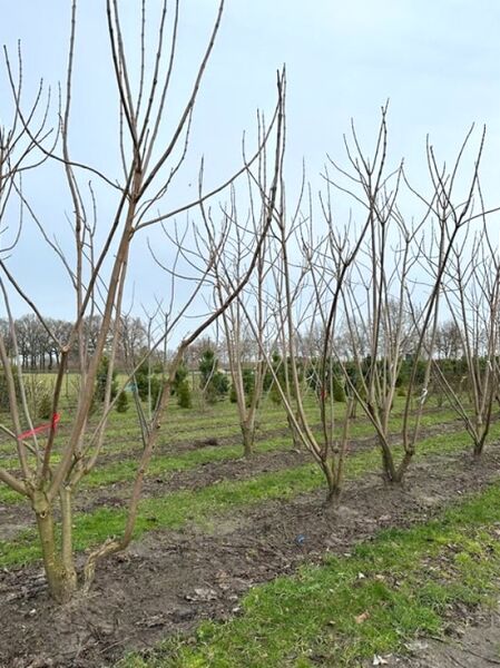 Catalpa bignonioides (Trompetenbaum) 300-350 cm m. Db., junger Baum im Feld, mehrstämmig, unbelaubt mit verzweigten Trieben.