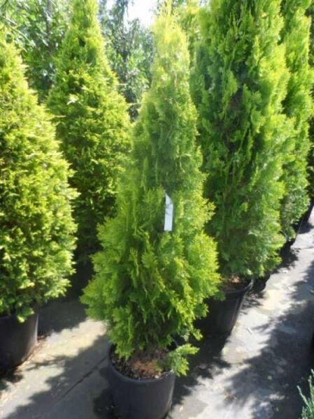 Thuja orientalis 'Pyramidalis Aurea' / morgenländischer Lebensbaum 'Pyramidalis Aurea'