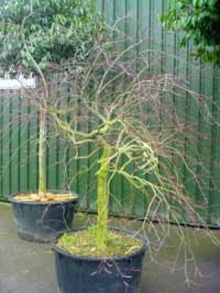 Japanischer Ahorn Acer palmatum 'Dissectum Garnet' auf Stamm, dunkelrote schlitzblättrige Krone, 80 cm Stamm, im Container C110.