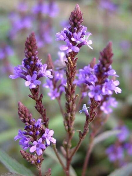 Verbena hastata 'Blue Spires' / Eisenkraut 'Blue Spires' mit violetten Blütenähren in Nahaufnahme