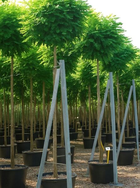 Robinia pseudoacacia 'Umbraculifera' / Kugel-Robinie, Kugel-Akazie, Hochstamm 225 cm, Stammumfang 12-14, im Container