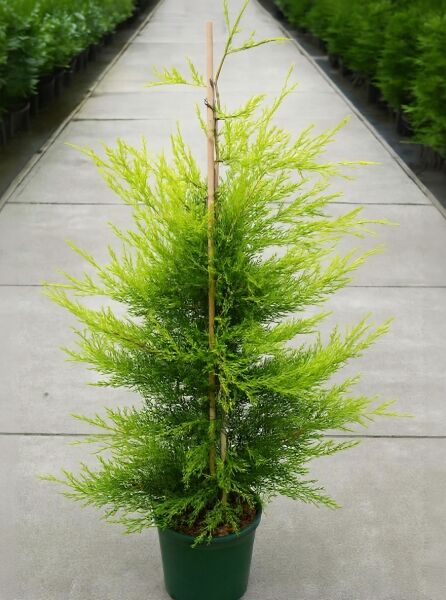 Gelbe Riesenzypresse (Cupressocyparis leylandii 'Castlewellan Gold') 100-125 cm C10, aufrecht wachsend im Topf mit Stabstütze