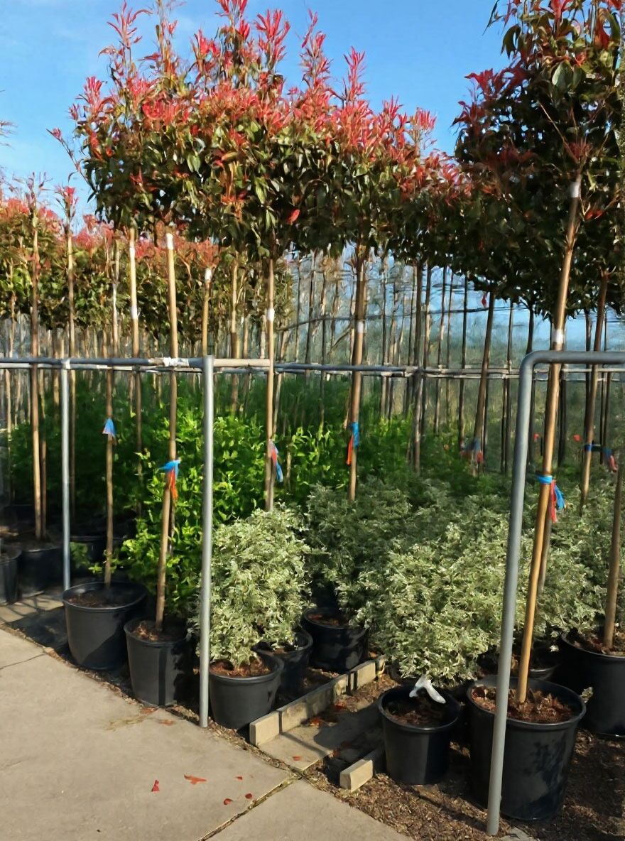 Glanzmispel 'Red Robin' - Photinia fraseri 'Red Robin' - Baumschule  NewGarden