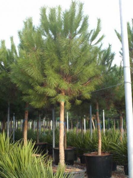 Italienische Stein-Kiefer / Mittelmeer-Kiefer / Schirmkiefer / Pinus pinea