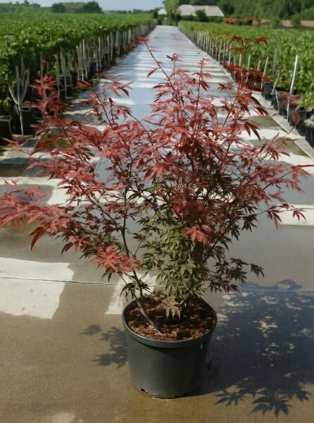 Roter Fächer-Ahorn (Acer palmatum 'Atropurpureum') im Topf, rotlaubig, 100-125 cm, C12