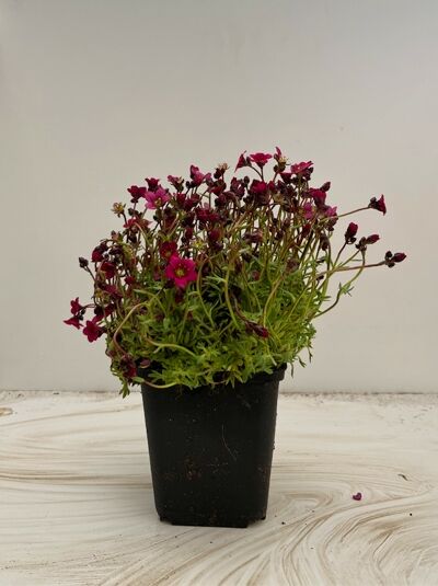 Moos-Steinbrech 'Marto Rose' - Saxifraga arendsii 'Marto Rose'