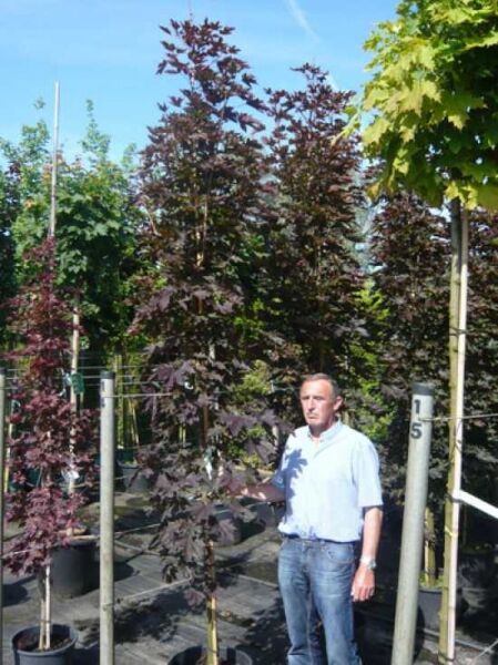 Spitz-Ahorn Acer platanoides 'Crimson Sentry', 200-250 cm, C70, Hochstamm mit dunkelrotem Laub im Container.