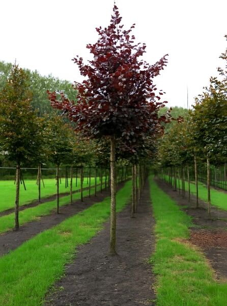 Blutbuche (Fagus sylvatica 'Purpurea') Hochstamm, Stammumfang 30–35 cm, mit dunkelrotem Laub und runder Krone.