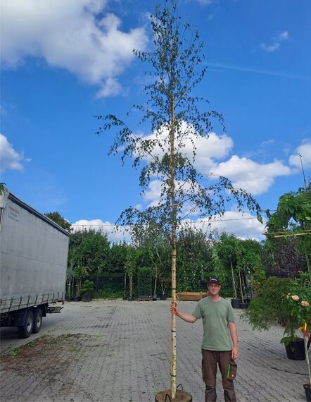 Ornäs-Birke (Betula pendula 'Crispa' / 'Dalecarlica') Hochstamm 12-14 StU im Container, schlanker Stamm, lockere Krone