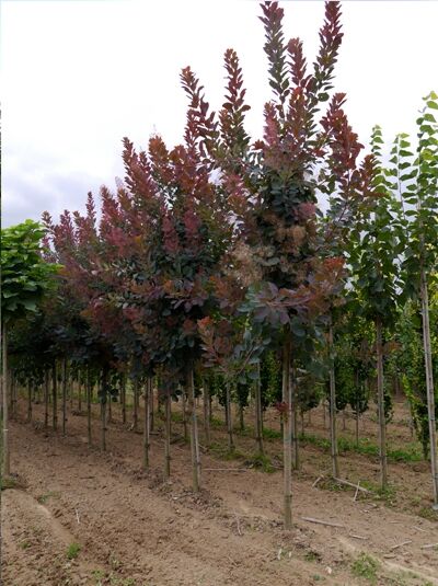 Perückenstrauch „Grace“ (Cotinus coggygria 'Grace') Hochstamm 12-14 StU, mit dunkelrotem Laub und lockerem Kronenaufbau.