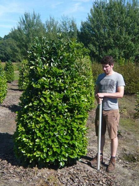 Prunus laurocerasus 'Etna' / Kirschlorbeer 'Etna' 200-225 cm m. Db., dichter immergrüner Strauch im Feldanbau mit Maßstab