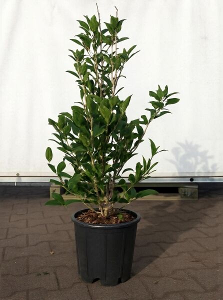Osmanthus fragrans (Süße Duftblüte) 60–80 cm C10 im Topf, aufrecht wachsender Strauch mit grünen Blättern.