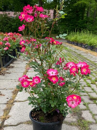 Rosa 'Lupo'®, Zwergrose 'Lupo'® ADR-Rose C5 im Topf, buschiger Wuchs mit pinken, fünfzähligen Blüten und grünen Blättern