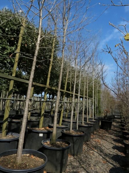 Gold-Gleditschie (Gleditsia triacanthos 'Sunburst') Hochstamm 18-20 StU im Container, laubfreier Stammbaum in Baumschule.