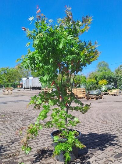 Fächerahorn‘ Ariadne‘ - Acer Palmatum 'Ariadne'