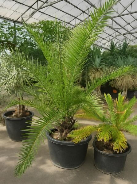 Phoenix canariensis / Kanarische Dattelpalme 250–300 cm C150 im Topf, kräftige grüne Wedel, mehrstämmiger Ansatz sichtbar.