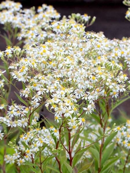 Schirm-Aster 'Weißer Schirm' / Aster umbellatus 'Weißer Schirm'