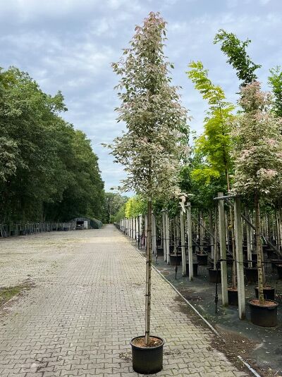 Flamingo-Ahorn Hochstamm (Acer negundo 'Flamingo') 12-14 StU im Container, Stamm mit Krone und panaschiertem Laub