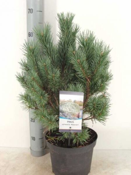Pinus sylvestris 'Watereri' / Strauch-Wald-Kiefer 30-40 cm C5 im Topf, kompakter Wuchs mit blaugrünen Nadeln.