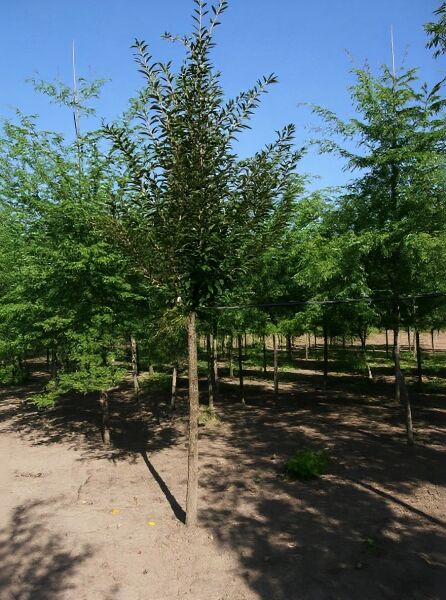 Malus 'Red Obelisk' / Zierapfel 'Red Obelisk' Hochstamm 16-18 StU, schlanker Baum mit aufrechtem Wuchs und grünem Laub