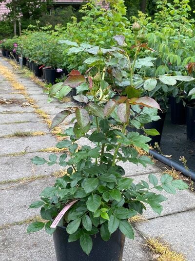 Englische Rose Rosa 'Eden Rose ®' A-Qualität C5 im Topf, grünes Laub mit rötlichem Austrieb und Knospen.