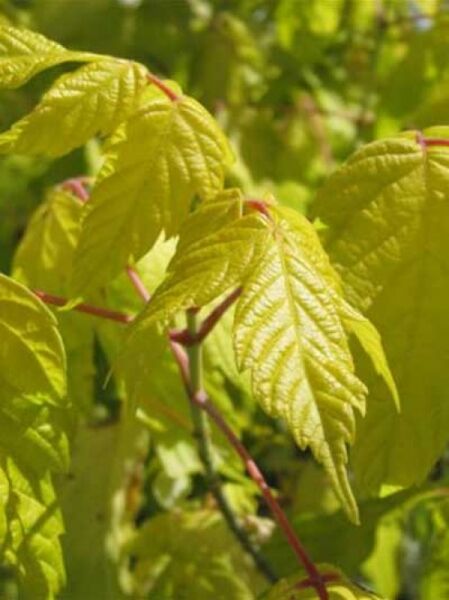 Acer negundo 'Kelly's Gold' / Eschen-Ahorn 'Kelly's Gold'