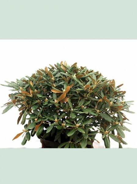 Rhododendron 'Karminkissen' (Rhododendron yakushimanum 'Karminkissen ®'), Solitärpflanze 70–80 cm Breite, im Topf, mit grünen Blättern.