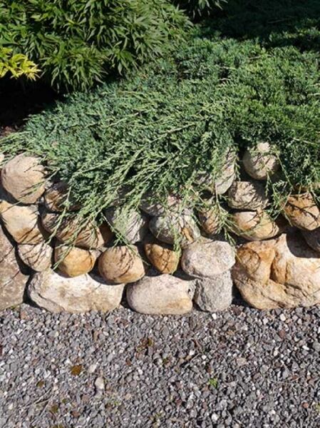 Juniperus horizontalis 'Wiltonii' / Teppich-Wacholder 'Wiltonii'