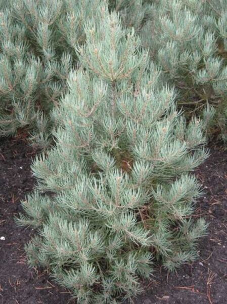 Pinus monophylla / Einnadelige Kiefer 80-100 cm m. B., kompakter Nadelstrauch mit silbrig-blaugrünen Nadeln