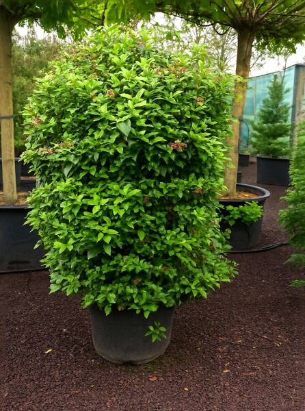 Viburnum tinus 'Eve Price' / Mittelmeer-Schneeball 'Eve Price', 150-175 cm, C50, immergrüner Strauch im Container.