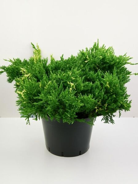 Chinesischer Wacholder Juniperus chinensis 'Expansa Variegata', breiter Wuchs mit grünem, variegiertem Nadelwerk, im Topf C25 60–70 cm breit