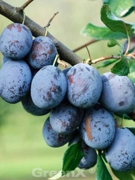 Prunus domestica 'President' / Pflaume 'President'