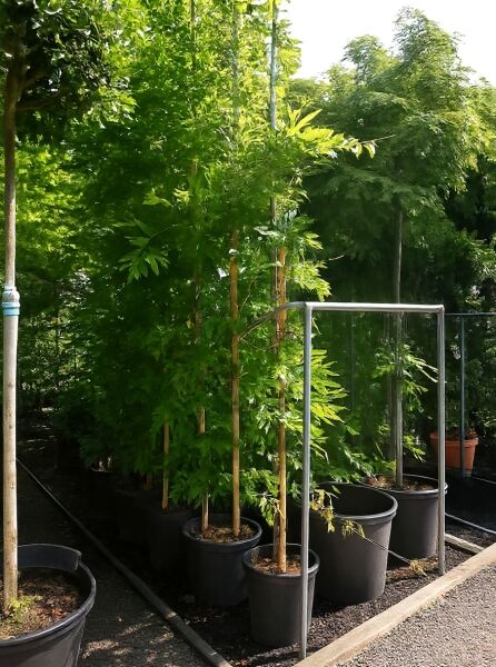 Wisteria floribunda 'Shiro Kapitan Fuji' / Japanischer Blauregen 'Shiro Kapitan Fuji' 350-400 cm C25 im Container, aufgebunden an Stäben